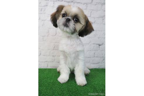 成約済の大阪府のシーズー-197266の1枚目